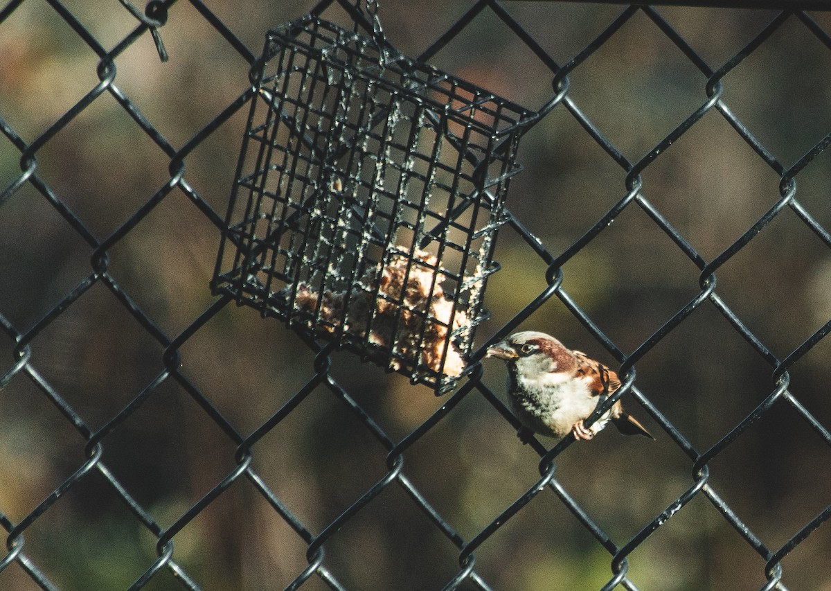 House Sparrow - ML647265237