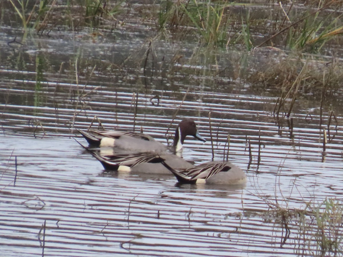 Northern Pintail - ML647265250