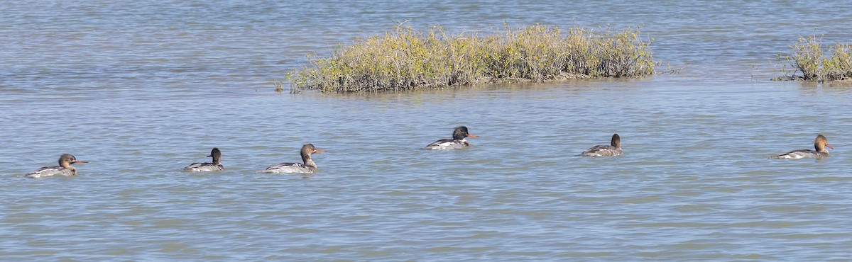 Serreta Mediana - ML647265256