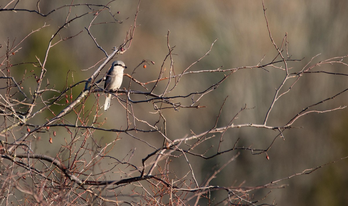 Northern Shrike - ML647265261