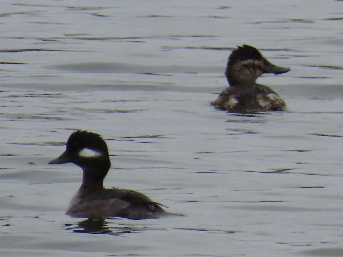 Bufflehead - ML647265263