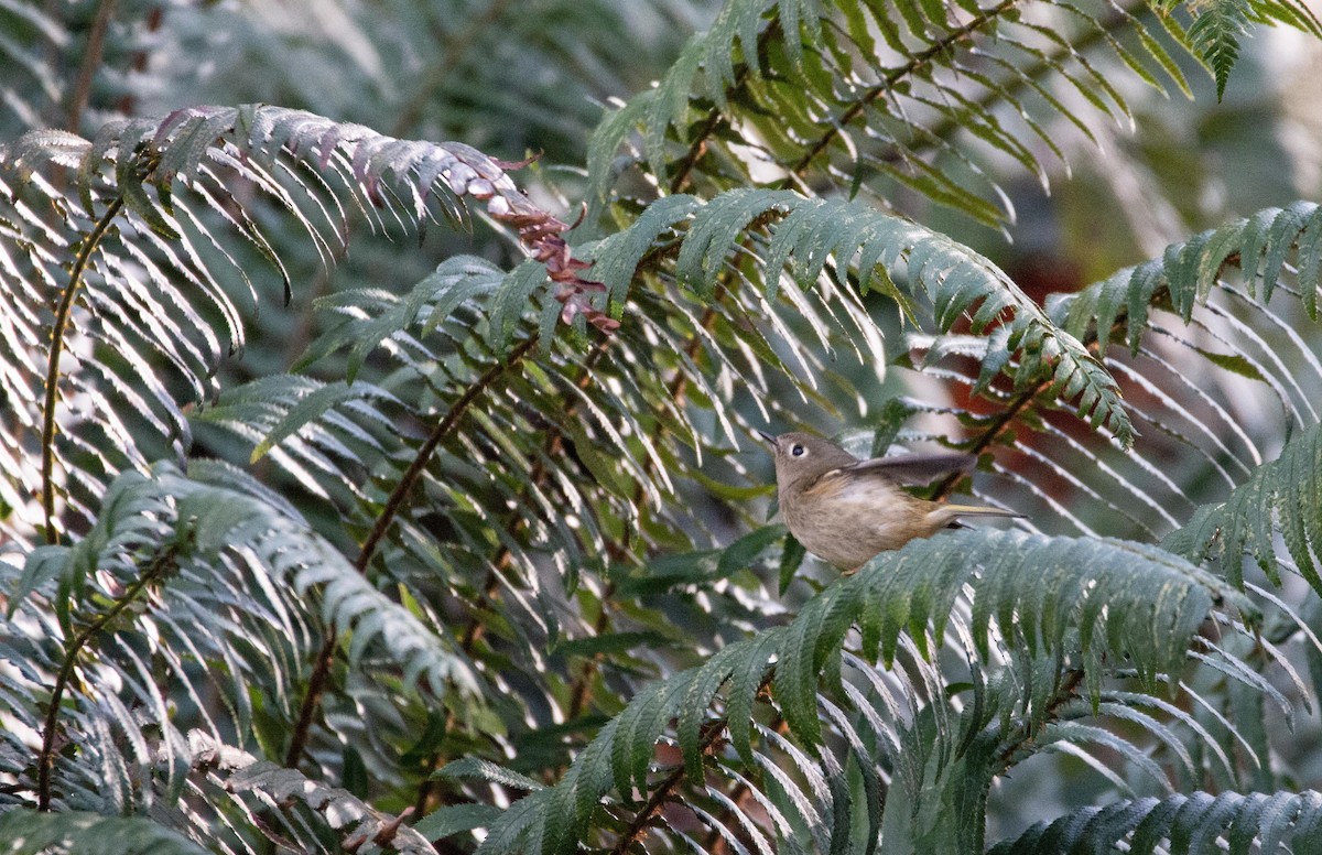 Ruby-crowned Kinglet - ML647265266