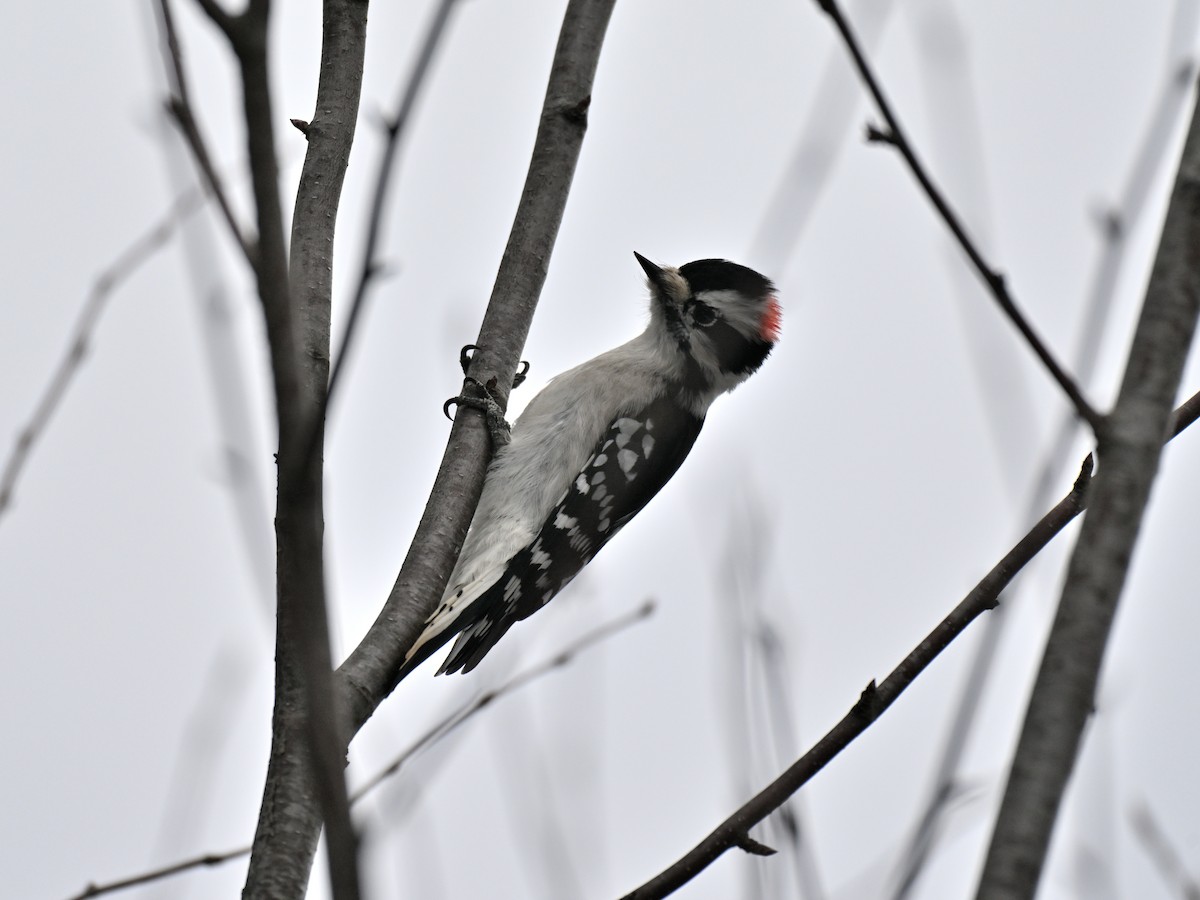 Downy Woodpecker - ML647265267