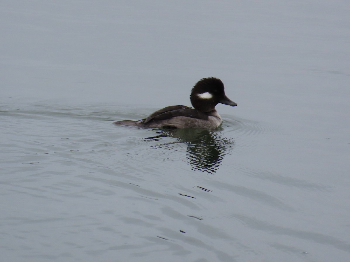 Bufflehead - ML647265275