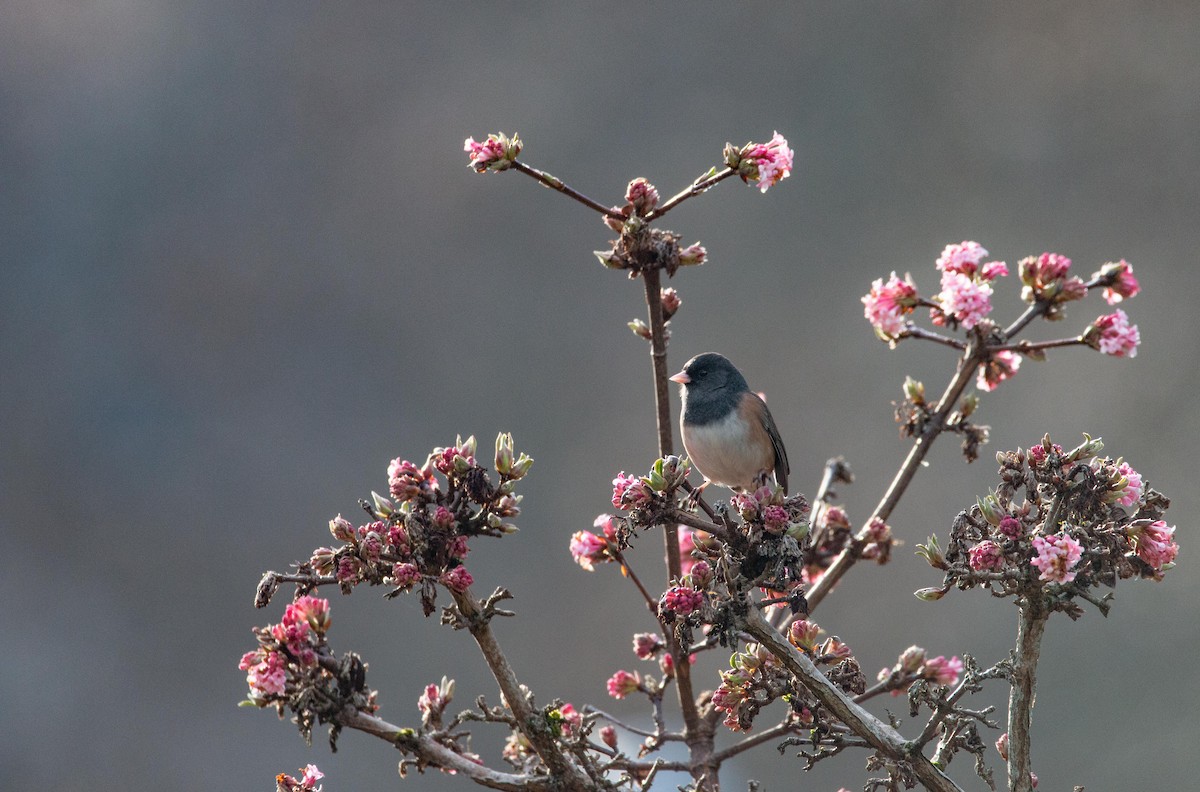 Dark-eyed Junco - ML647265287