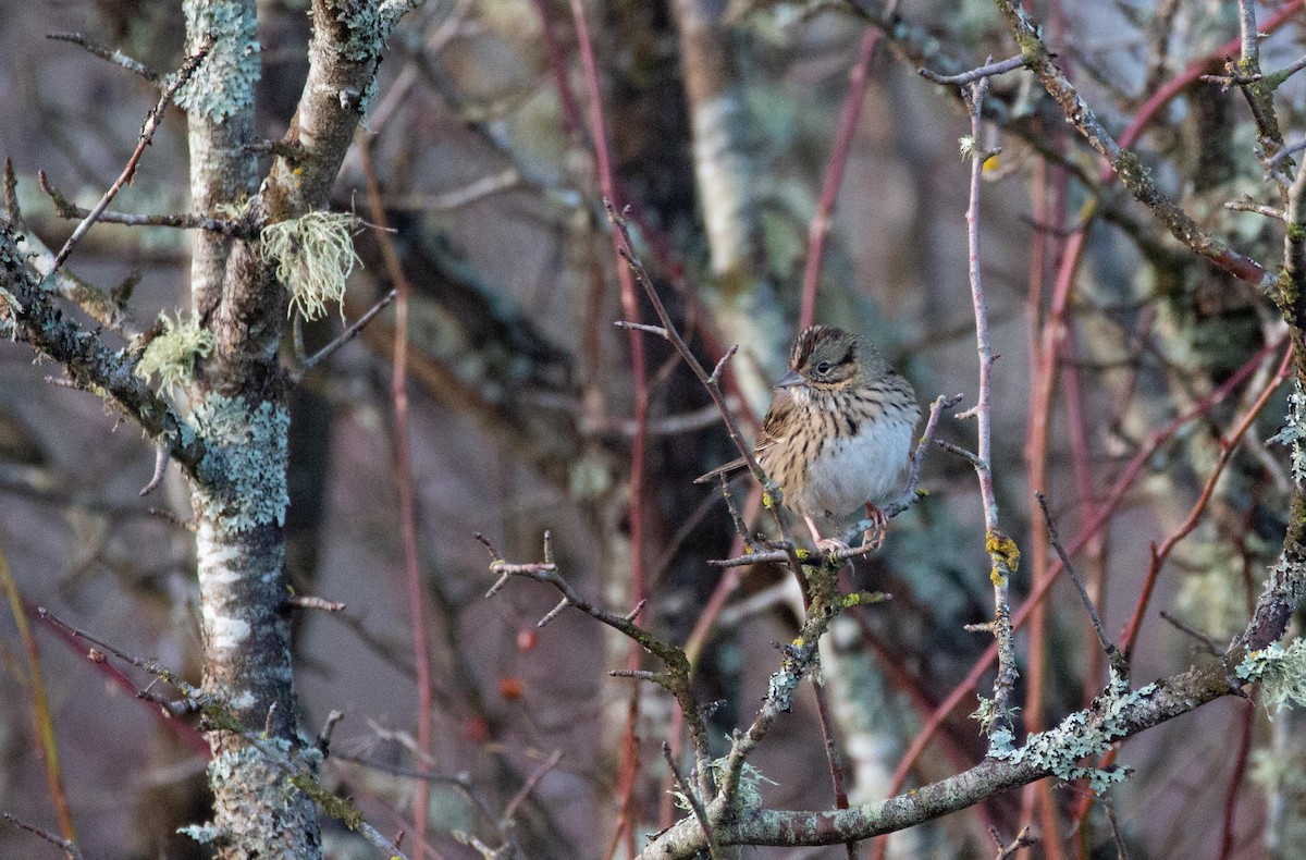 Lincoln's Sparrow - ML647265294