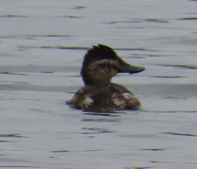 Ruddy Duck - ML647265295
