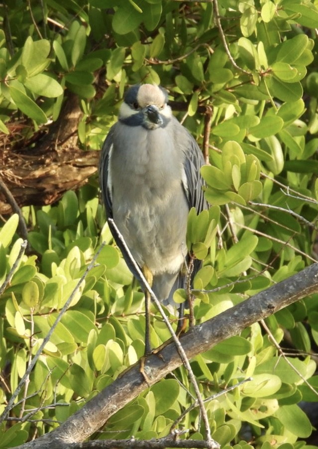 kvakoš žlutočelý - ML647265307