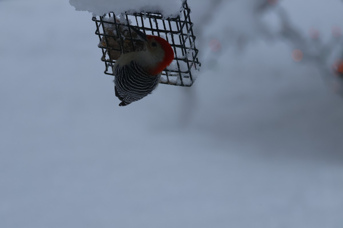 Red-bellied Woodpecker - ML647265313