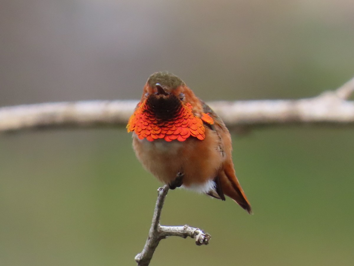 Allen's Hummingbird - ML647265318