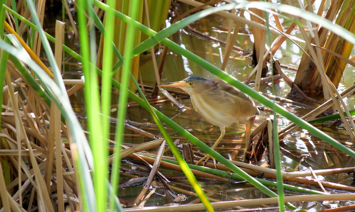 Yellow Bittern - ML647265319