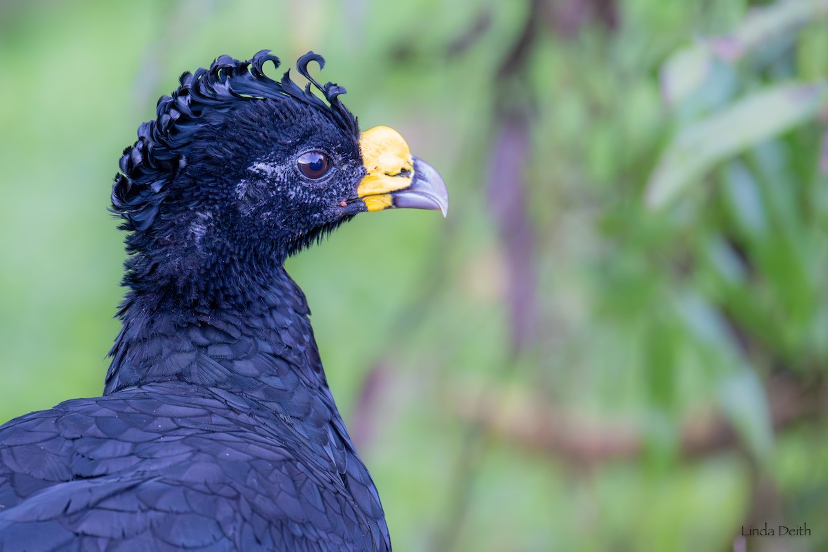 Great Curassow - ML647265322