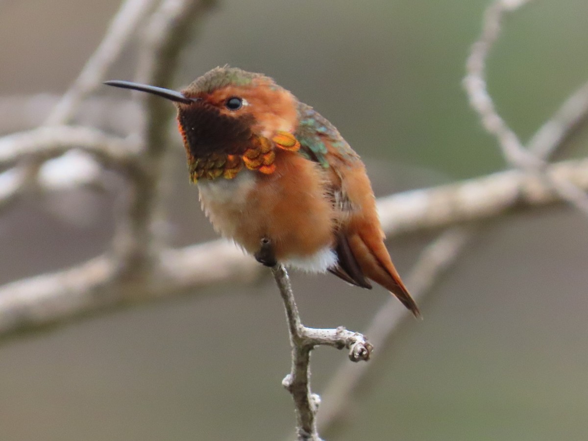 Allen's Hummingbird - ML647265328
