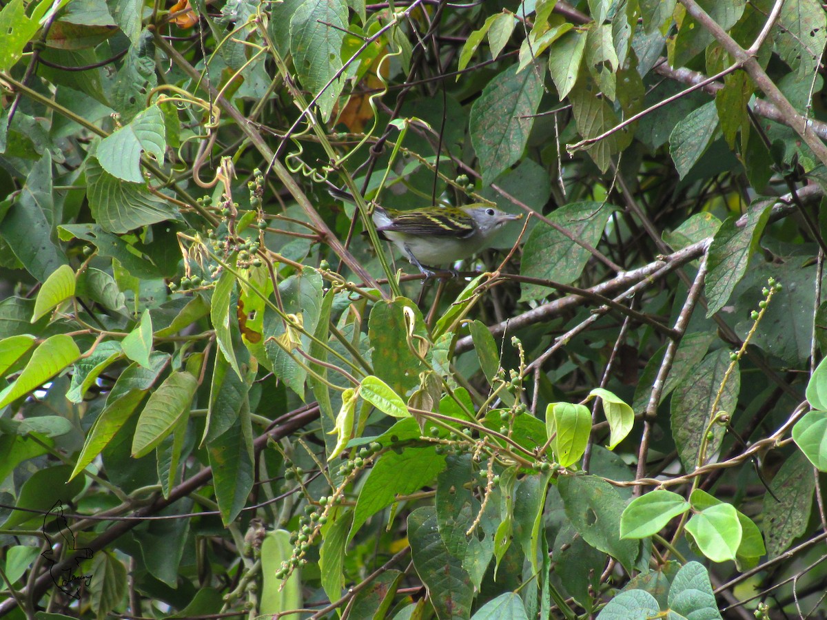 lesňáček rezavoboký - ML647265332