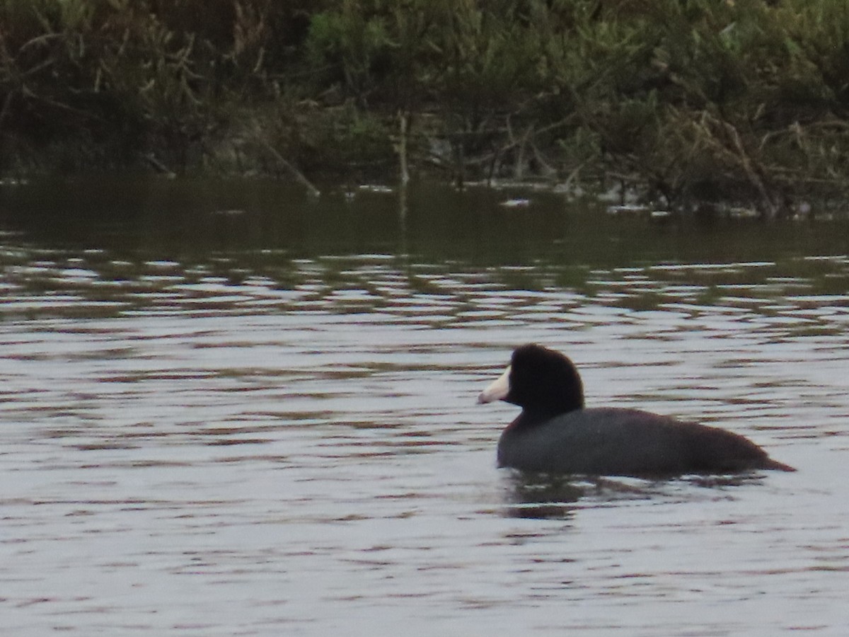 Focha Americana - ML647265334