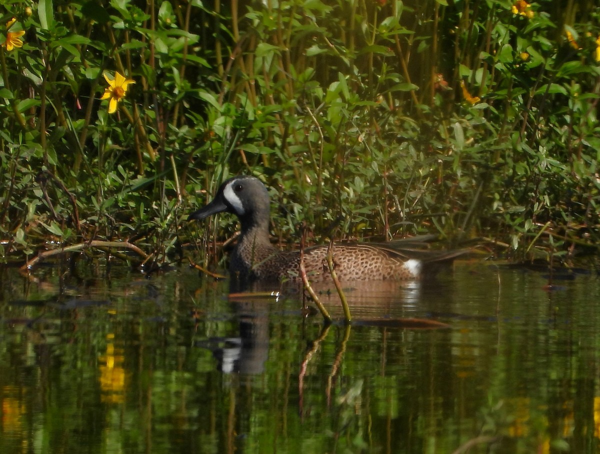 Blue-winged Teal - ML647265335