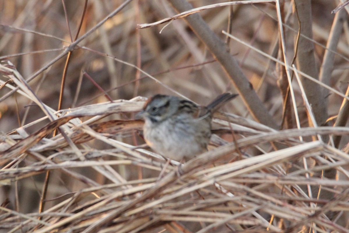 Swamp Sparrow - ML647265348