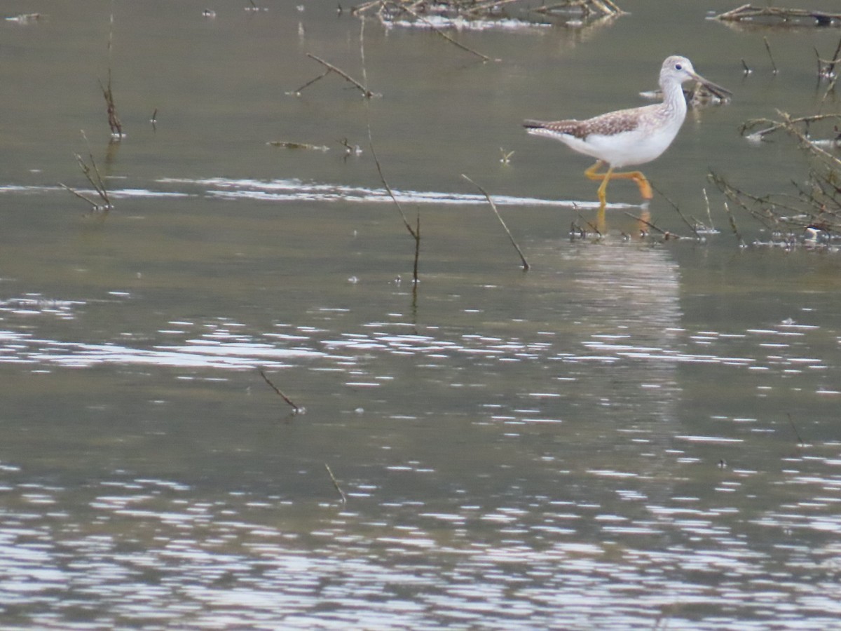Greater Yellowlegs - ML647265349