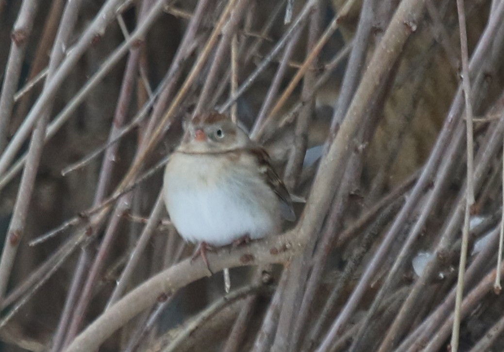 Field Sparrow - ML647265355