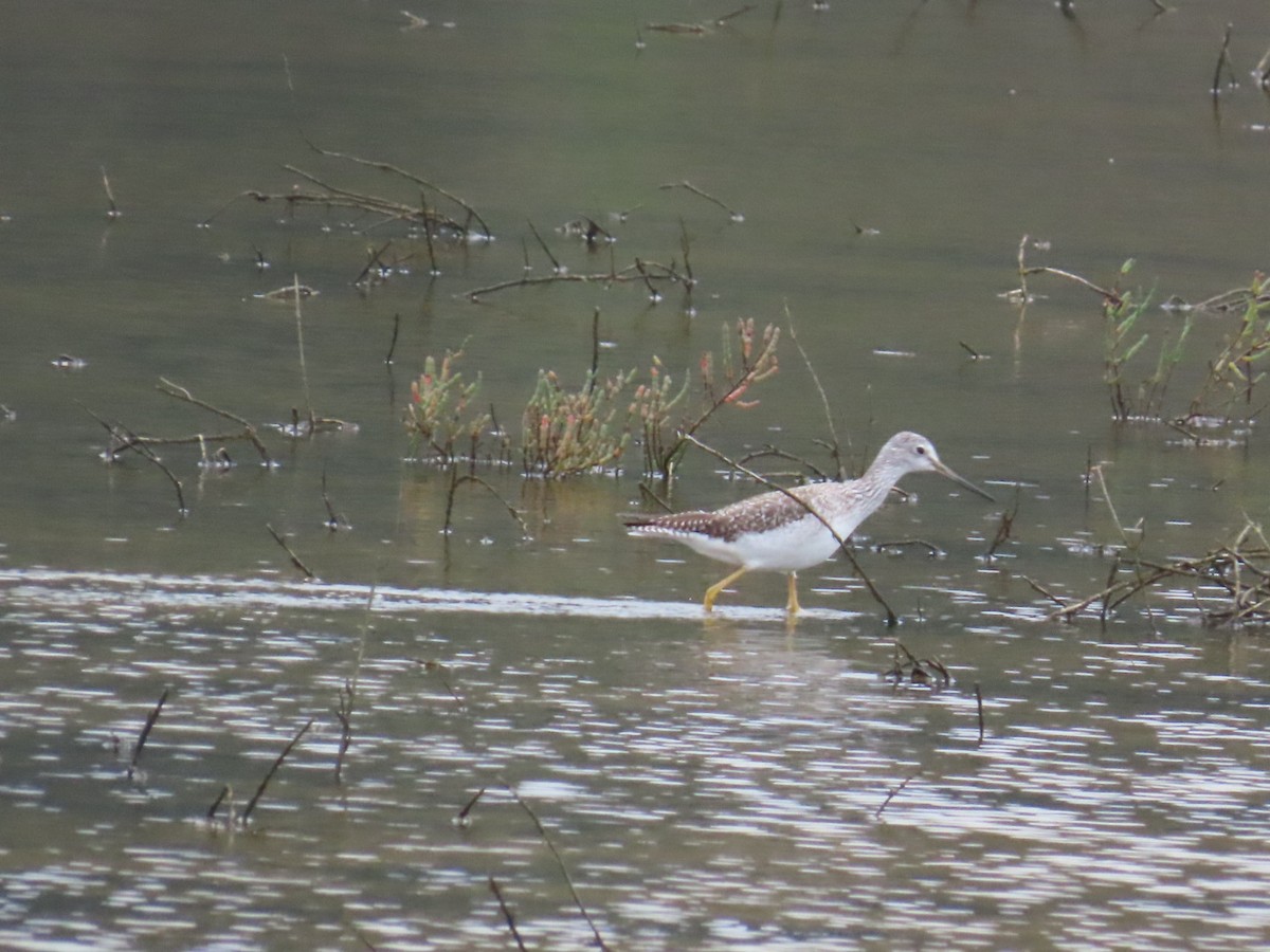 Greater Yellowlegs - ML647265356