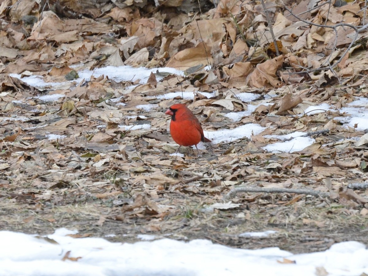 Cardinal rouge - ML647265357