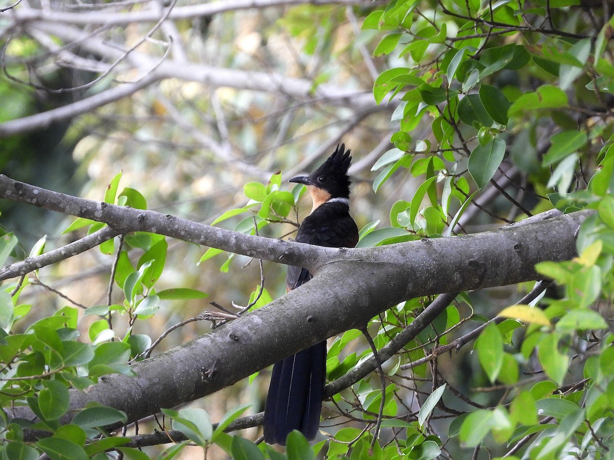 kukačka hnědokřídlá - ML647265376