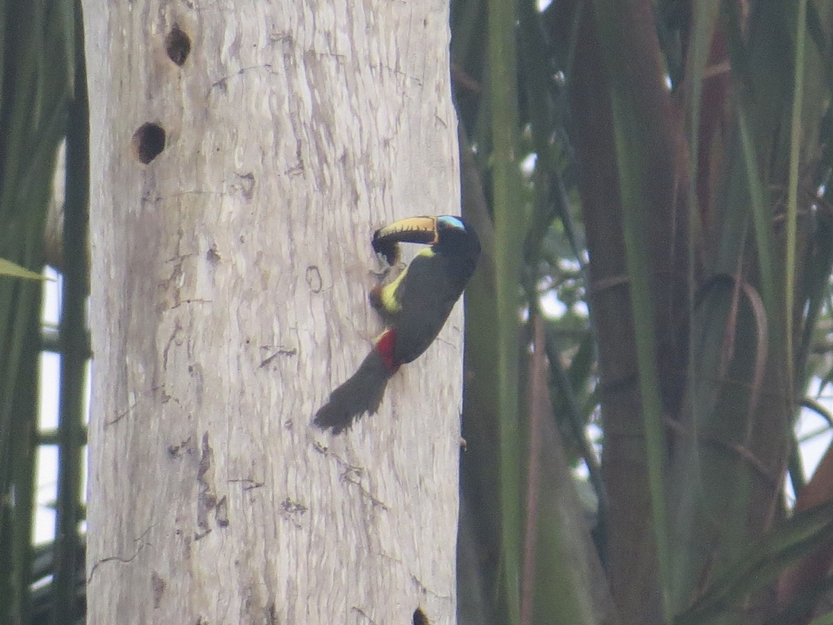 Yazılı Arasari - ML647265389