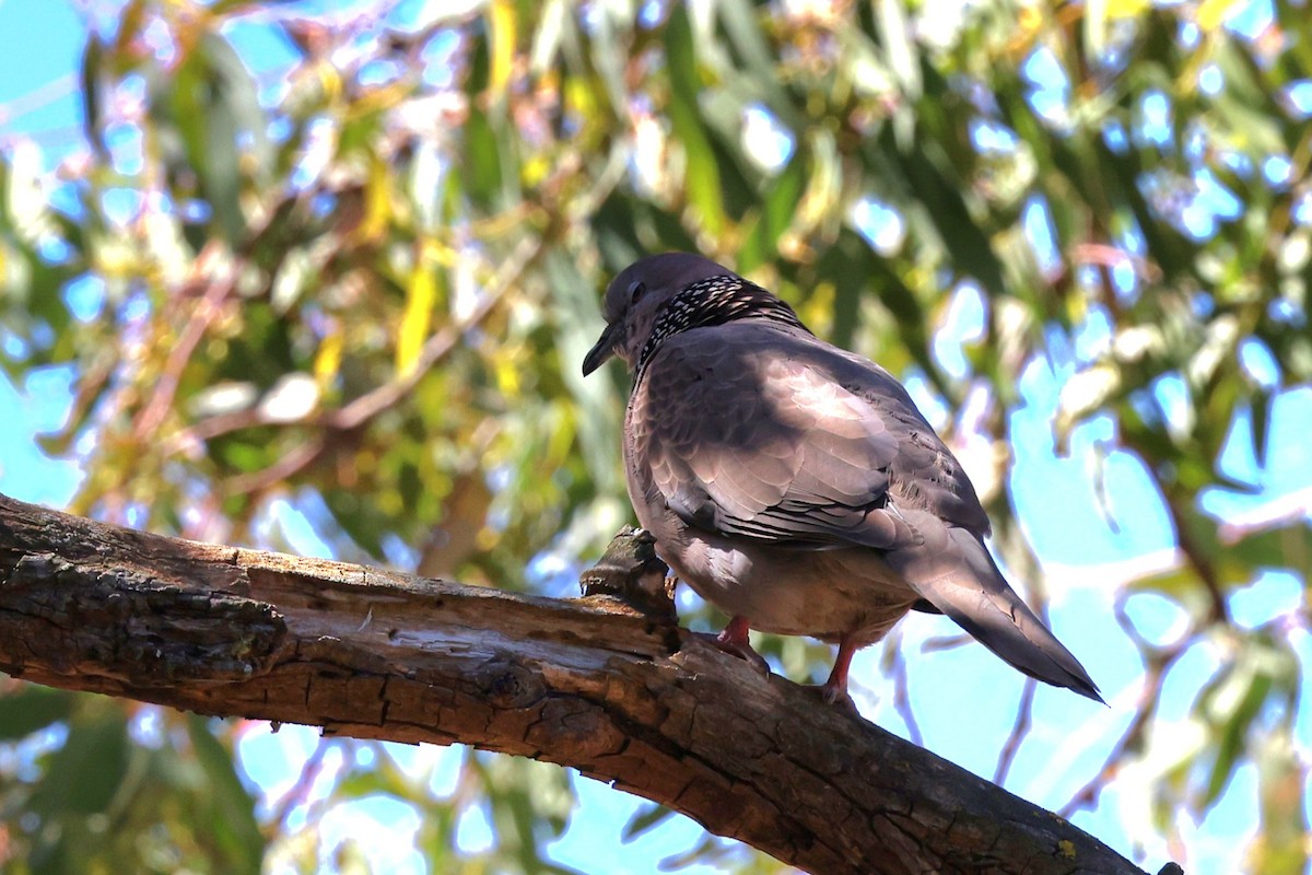 Spotted Dove - ML647265391