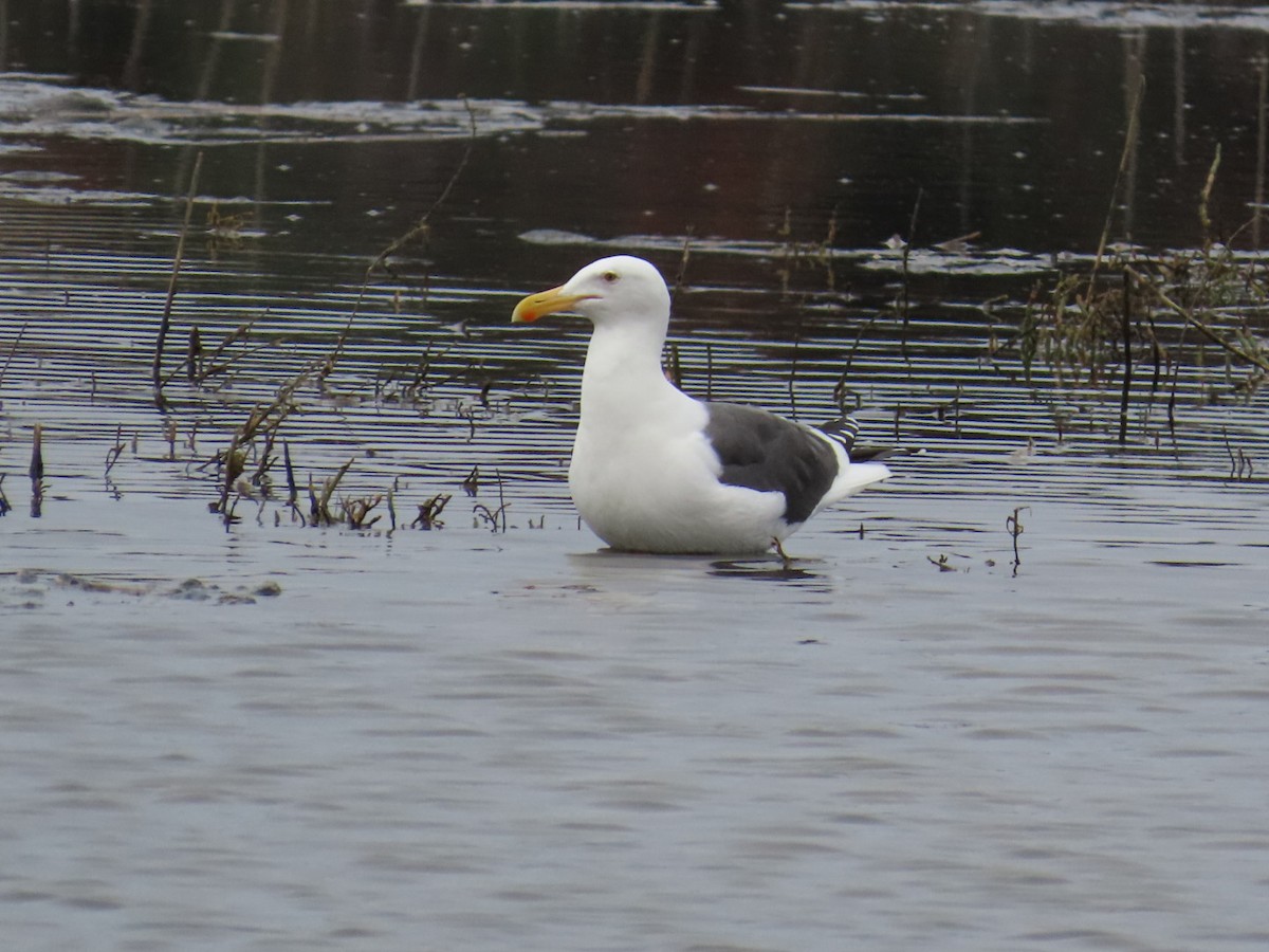 Western Gull - ML647265398