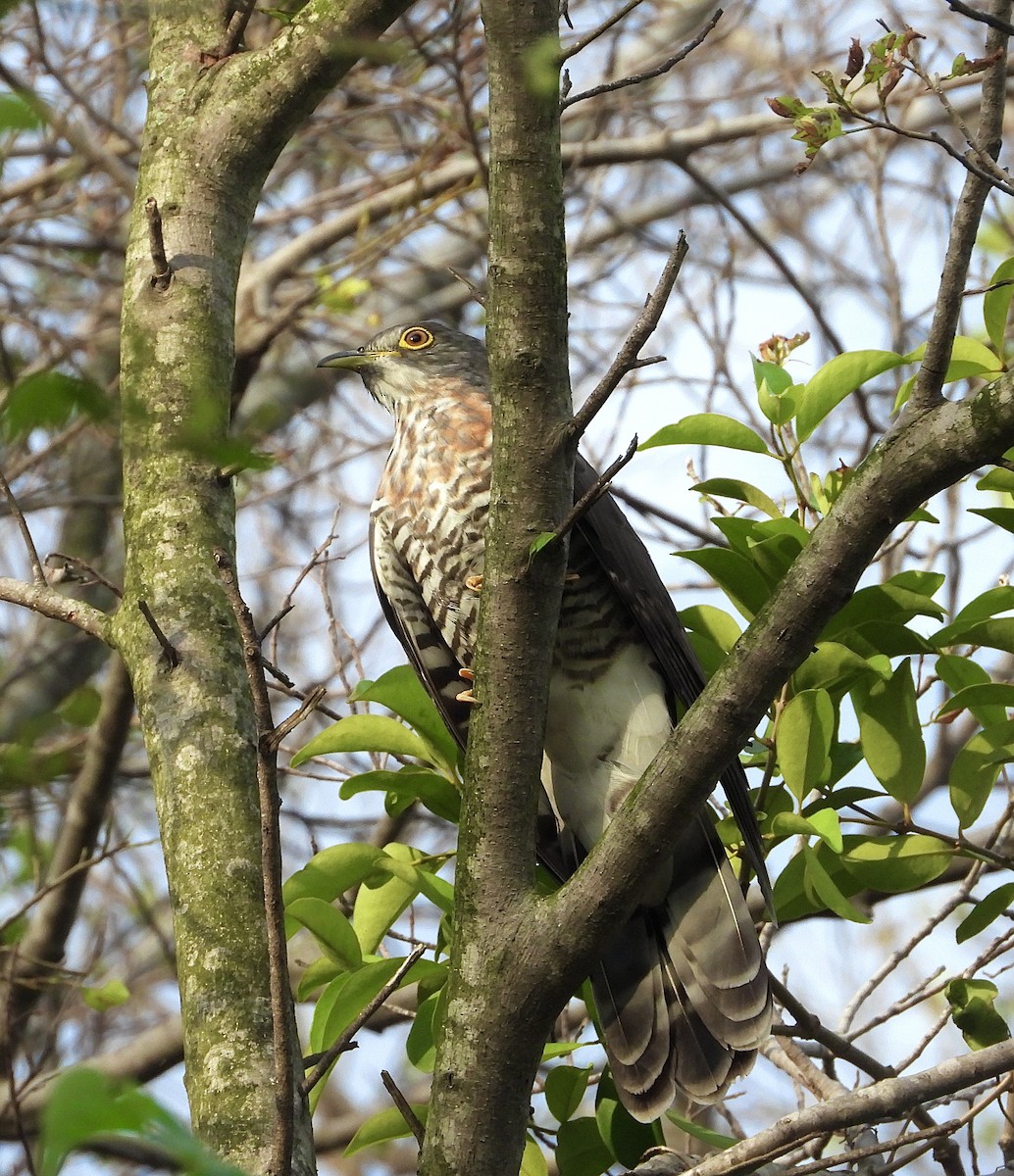 Large Hawk-Cuckoo - ML647265399