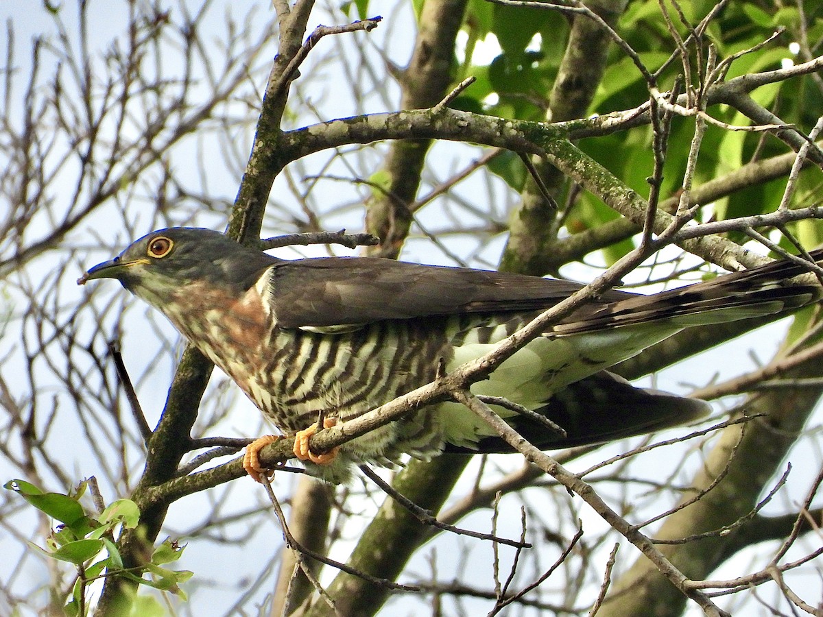Large Hawk-Cuckoo - ML647265407