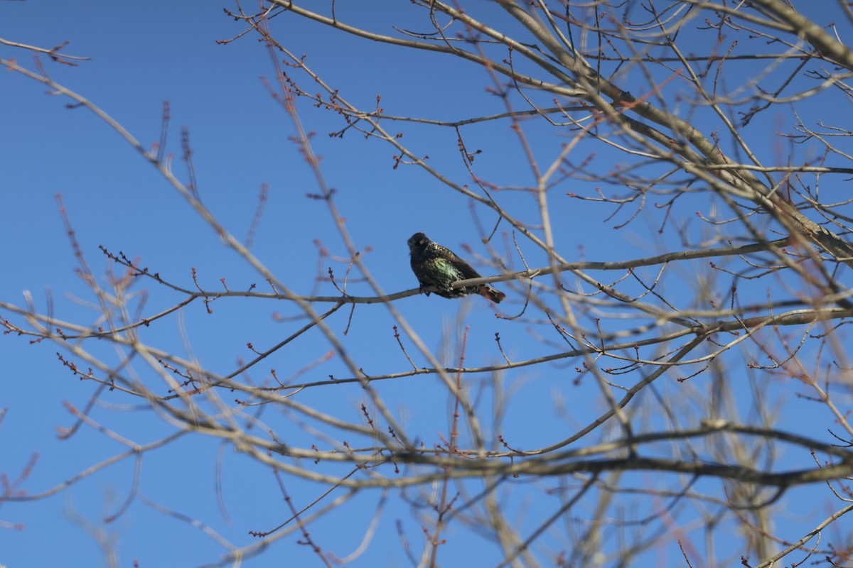 European Starling - ML647265411