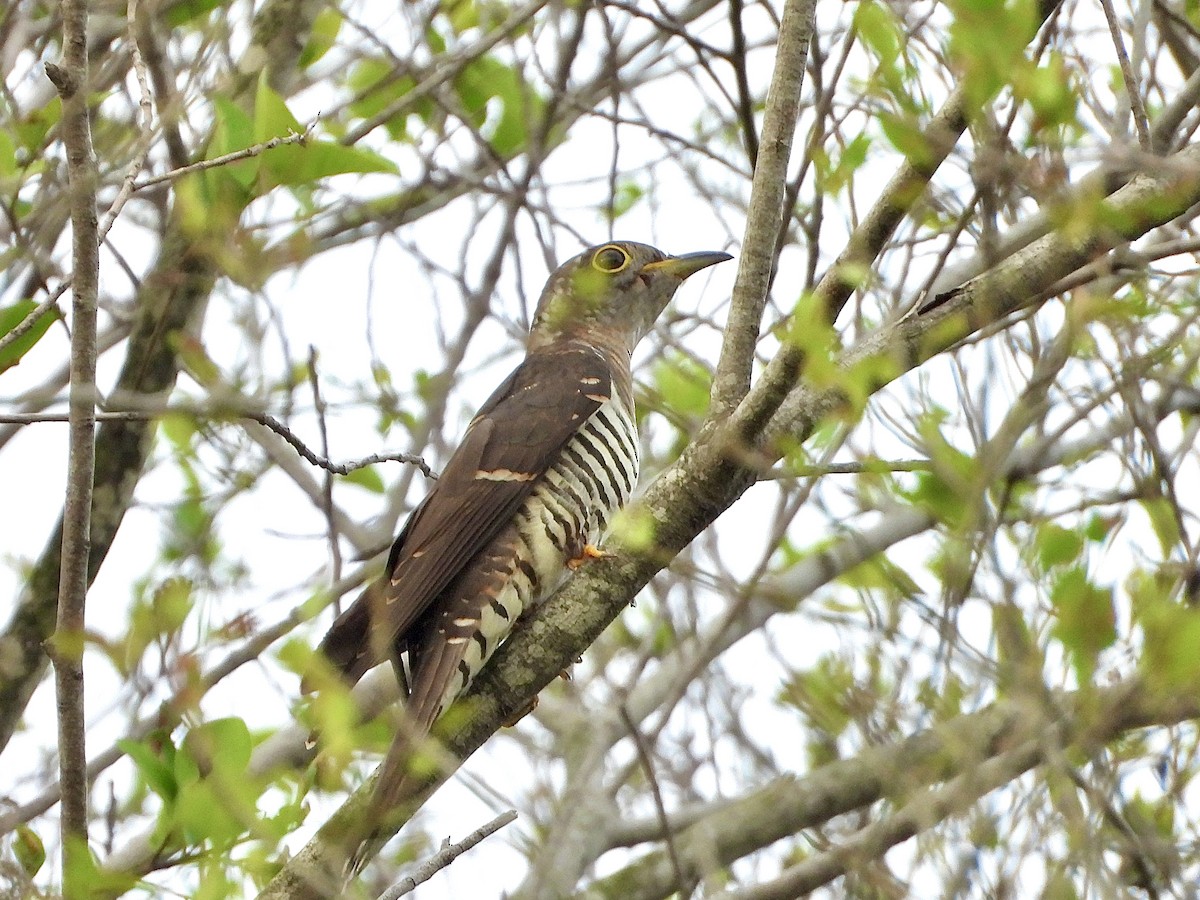 Indian Cuckoo - ML647265417
