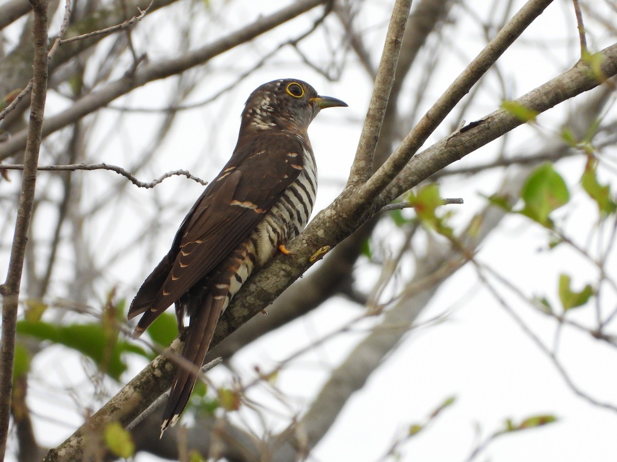 Indian Cuckoo - ML647265418