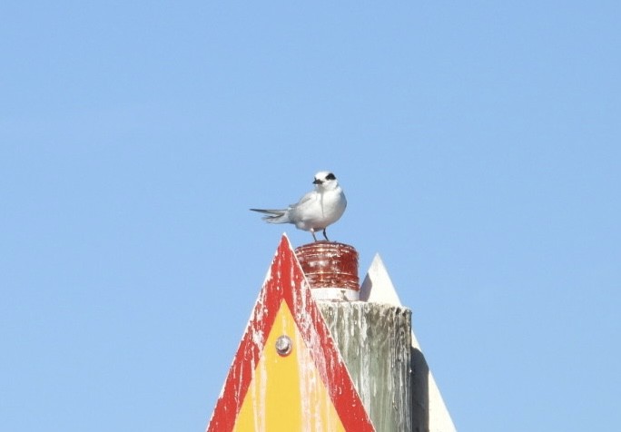 Forster's Tern - ML647265419