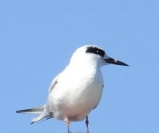 Forster's Tern - ML647265420