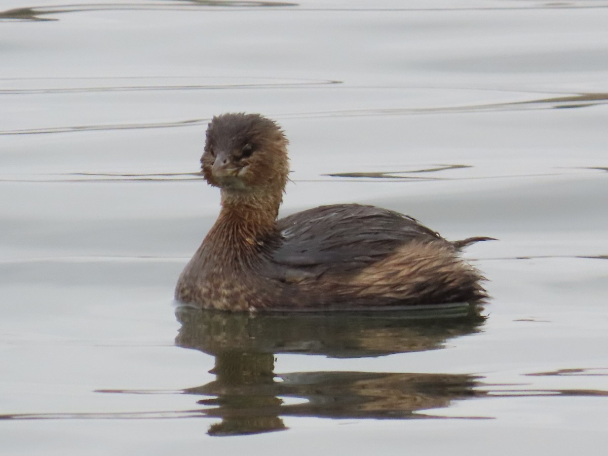 Pied-billed Grebe - ML647265425