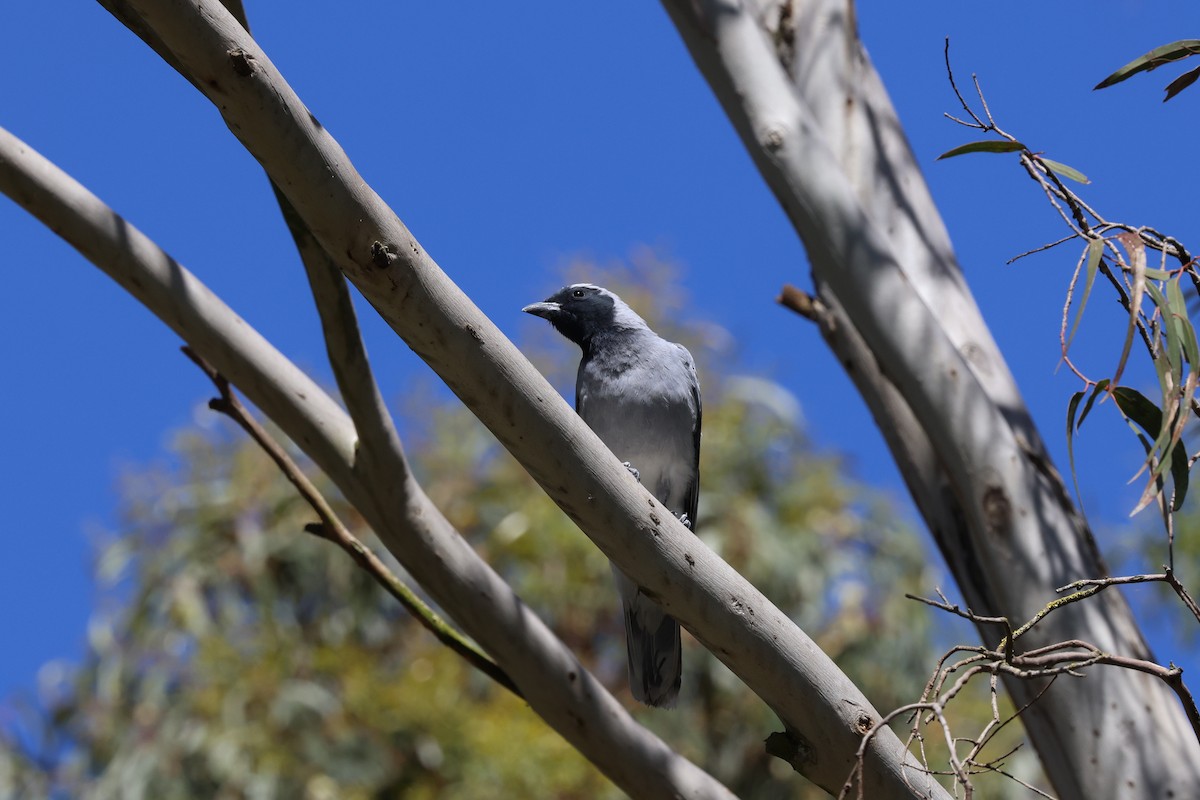 Black-faced Cuckooshrike - ML647265429