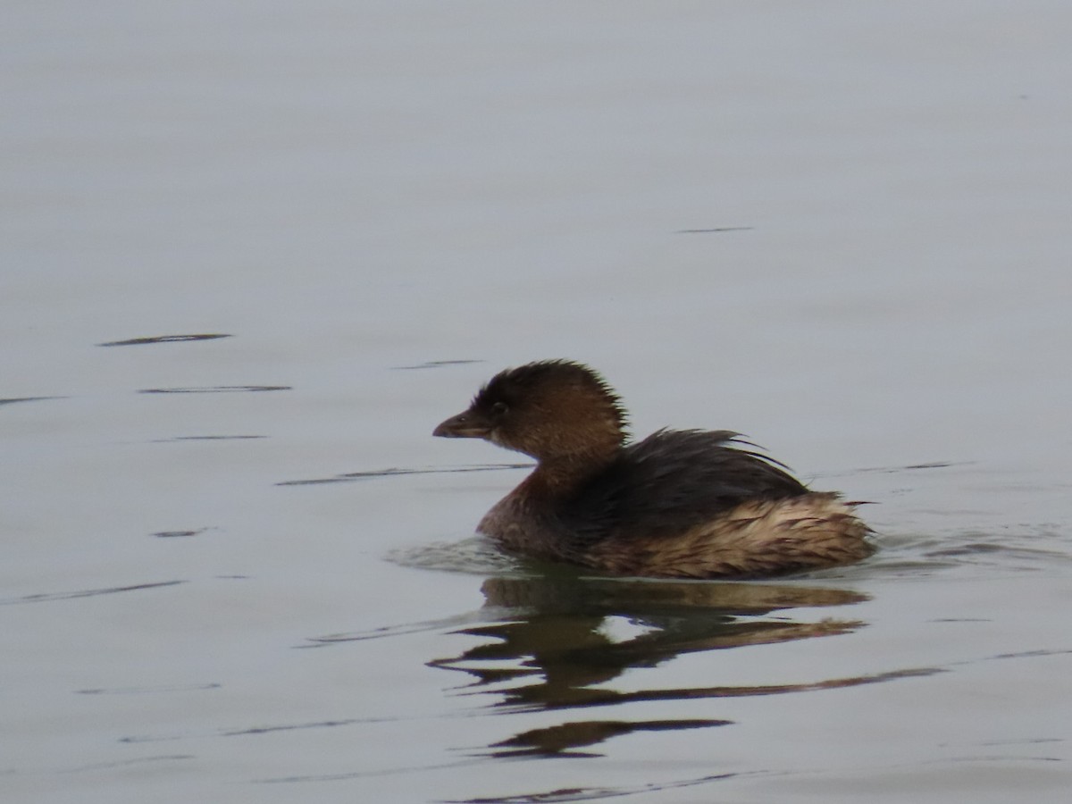 Pied-billed Grebe - ML647265439