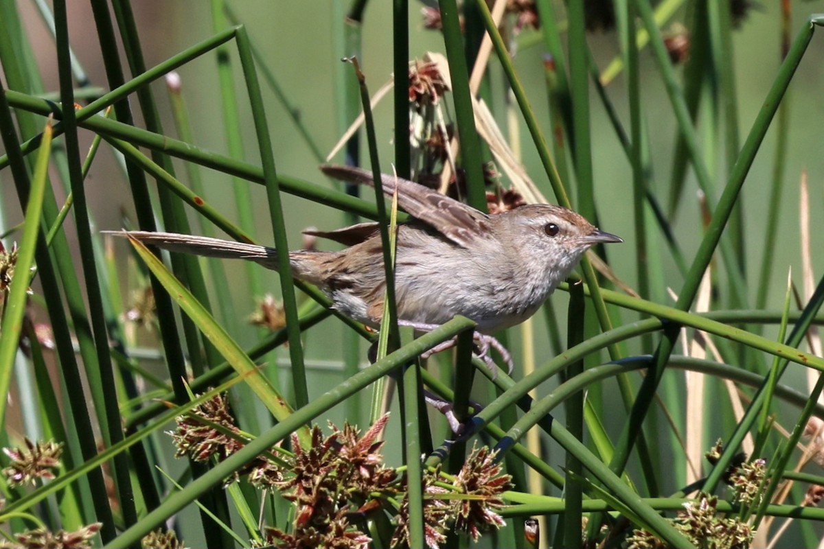 Little Grassbird - ML647265440