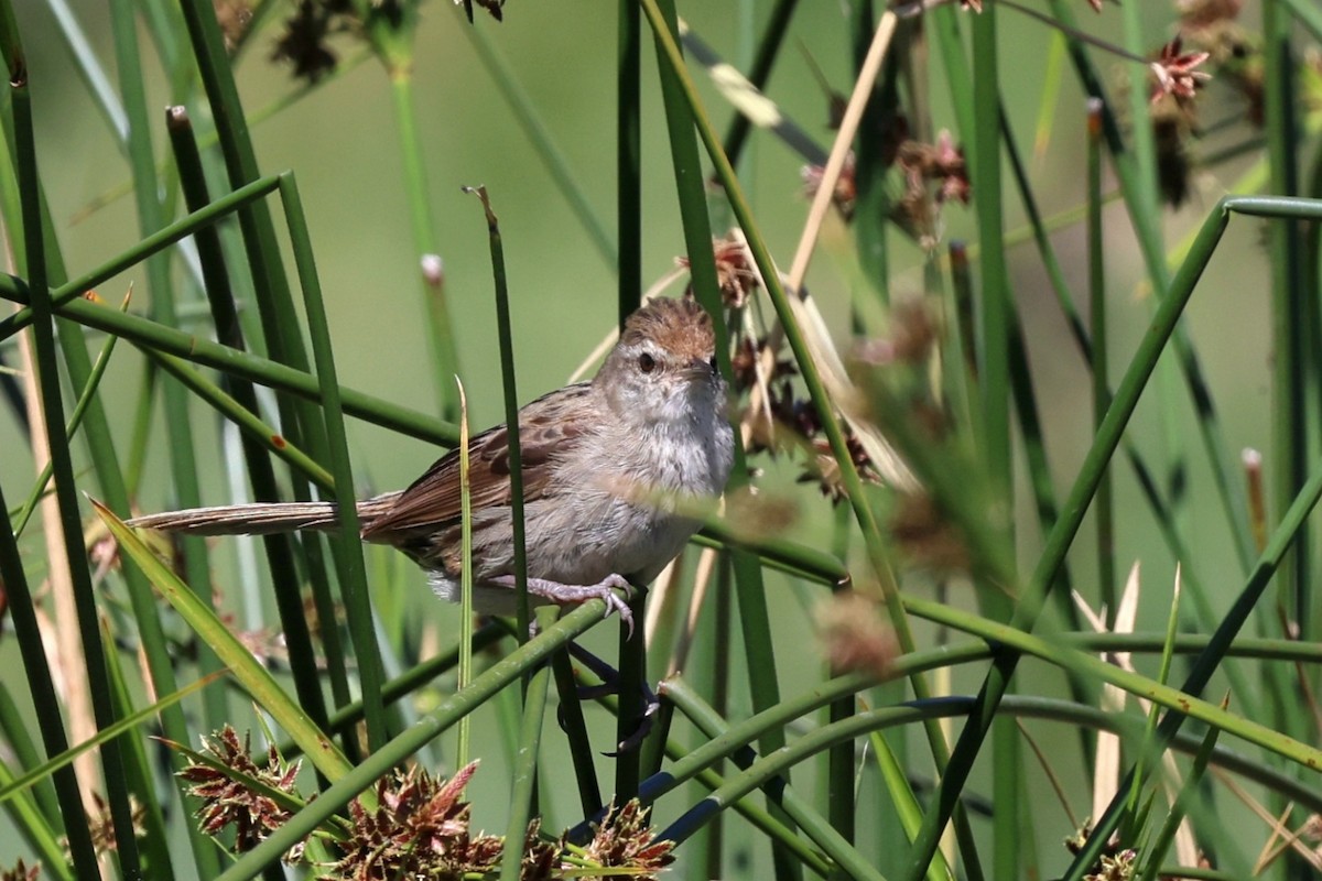 Little Grassbird - ML647265443