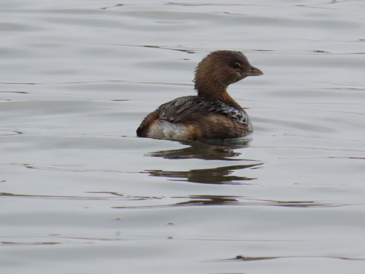 Pied-billed Grebe - ML647265448
