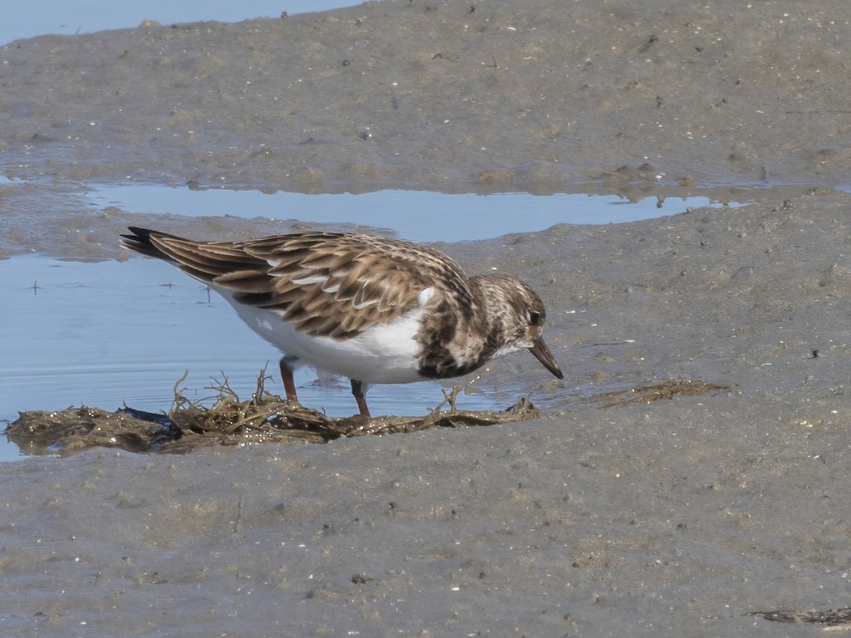 ארנריה אדמונית - ML647265451