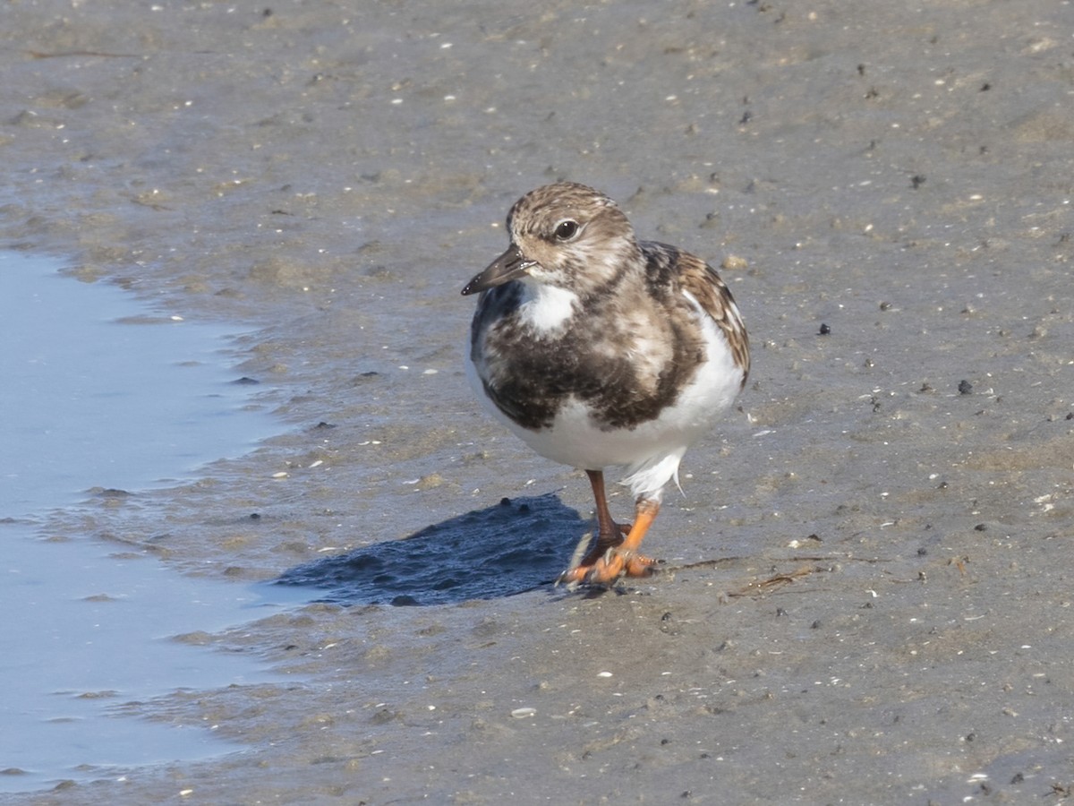 ארנריה אדמונית - ML647265452