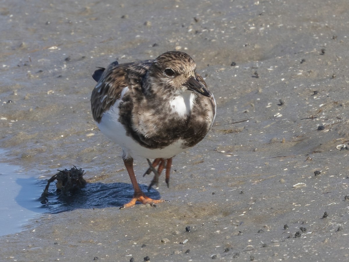 ארנריה אדמונית - ML647265453