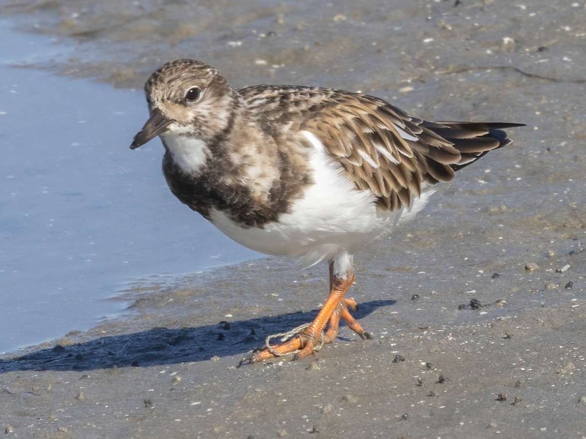 ארנריה אדמונית - ML647265454