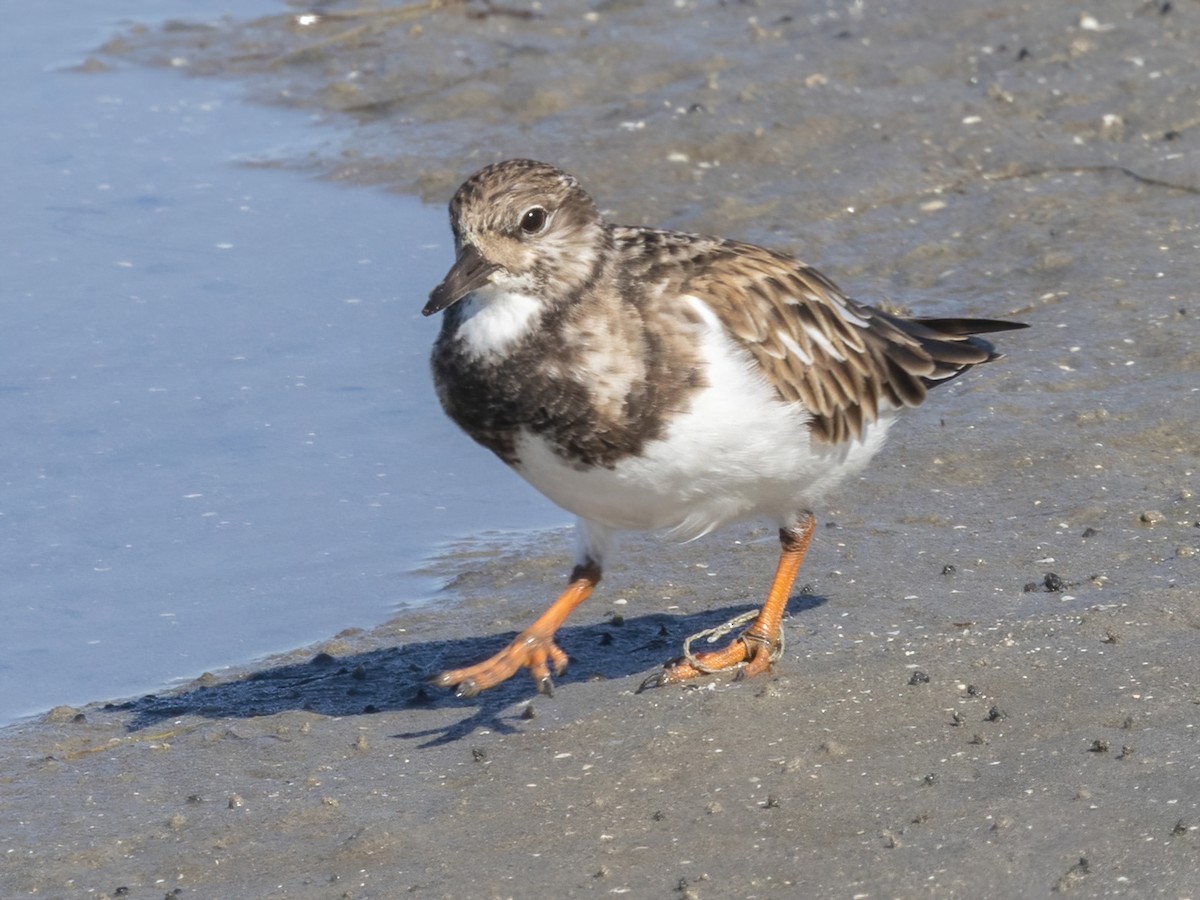 ארנריה אדמונית - ML647265455