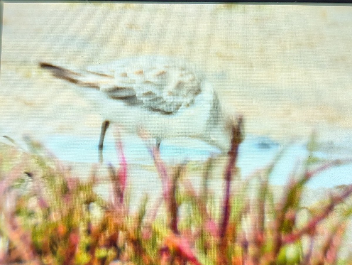 Red-necked Stint - ML647265463
