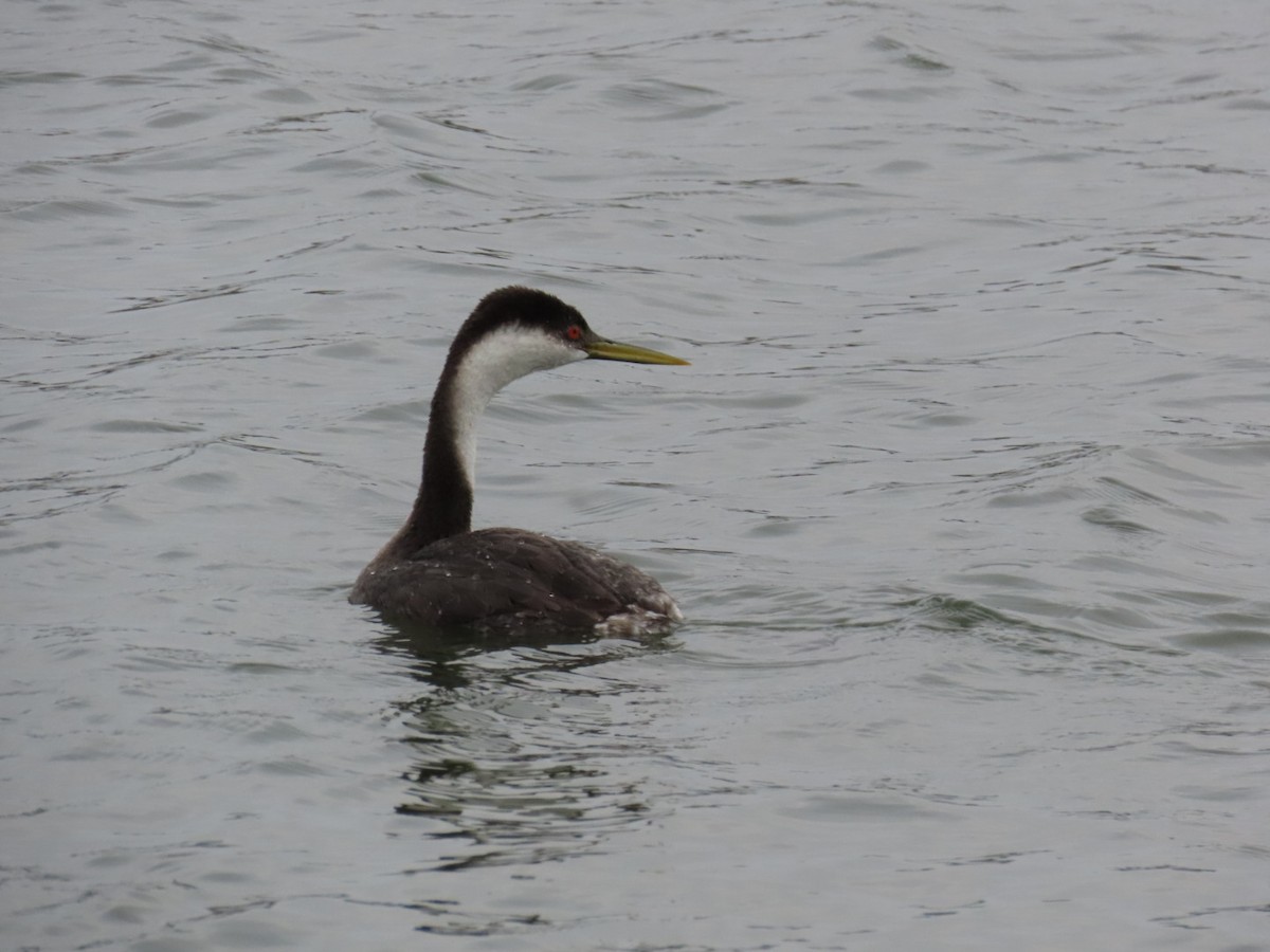 Western Grebe - ML647265471