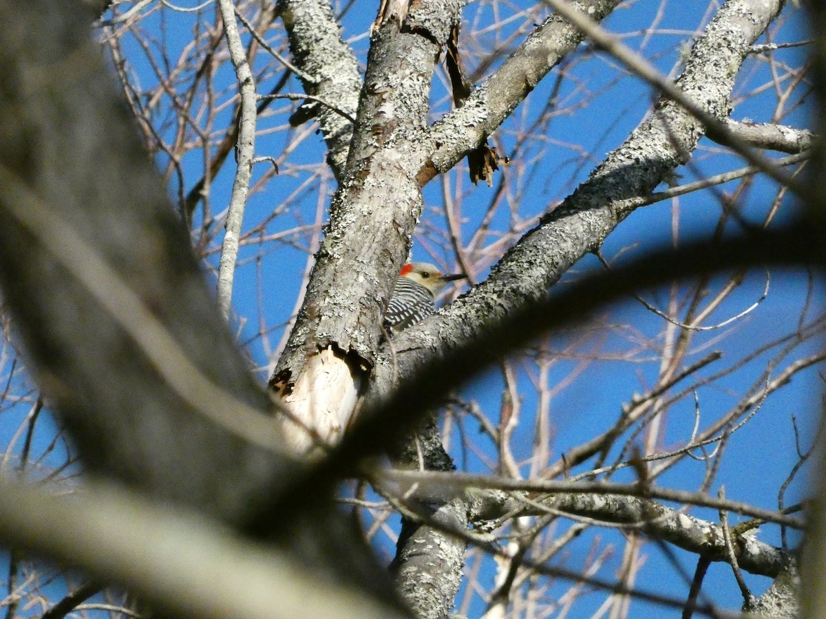 Red-bellied Woodpecker - ML647265472